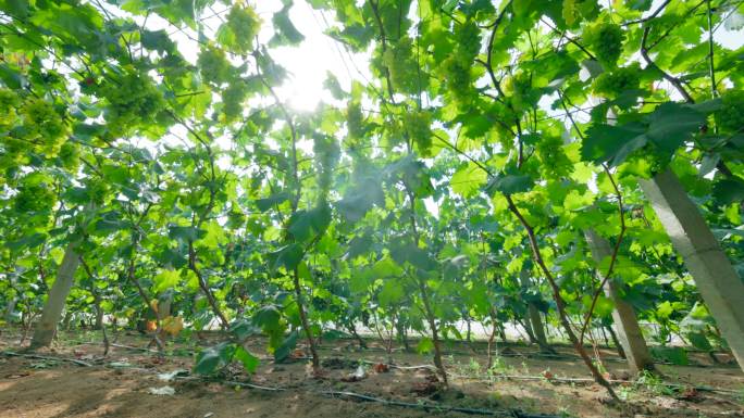 中秋节 大棚种植 经济作物 葡萄园