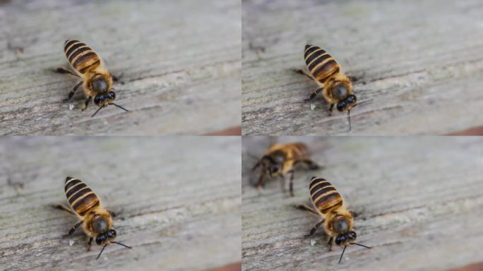 蜜蜂辛苦得要死蜜蜂