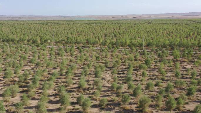 沙漠防风固沙人工林