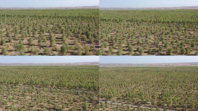 沙漠防风固沙人工林