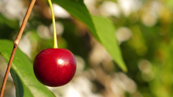 红红的成熟樱桃长在花园里的树上，特写