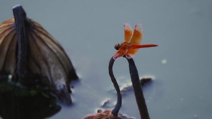 水面上的蜻蜓特写