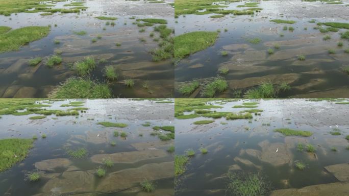 一大片湿地水域，周围有草和泥