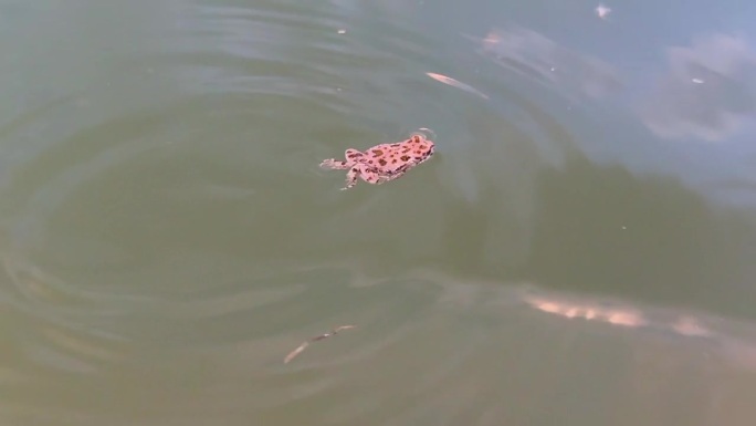 可爱的小青蛙在淡水中生活和游泳