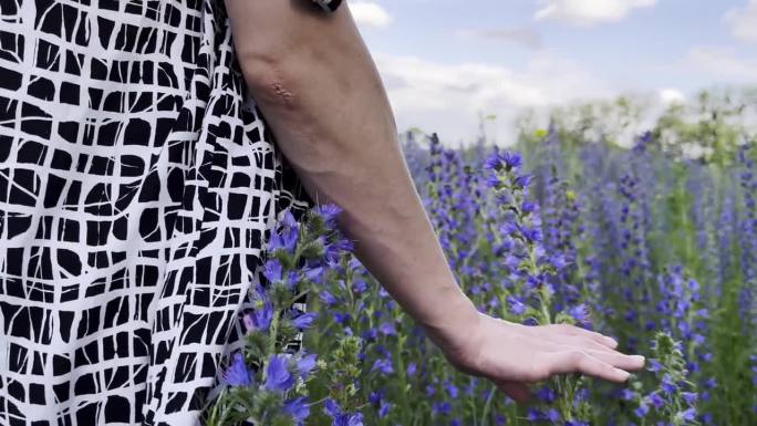 女性的手温柔地抚摸着田野里的紫色花朵。女人在盛开的植物上移动她的手臂。漫步在花草地上的年轻女孩。美丽