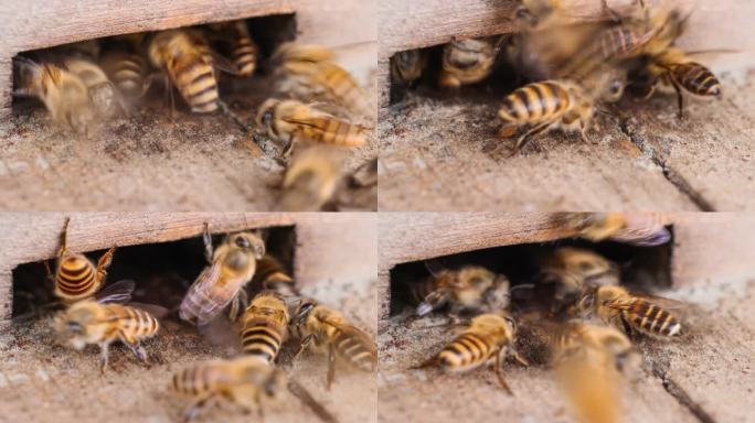 蜜蜂辛苦得要死蜜蜂特写小蜜蜂人工养殖蜂