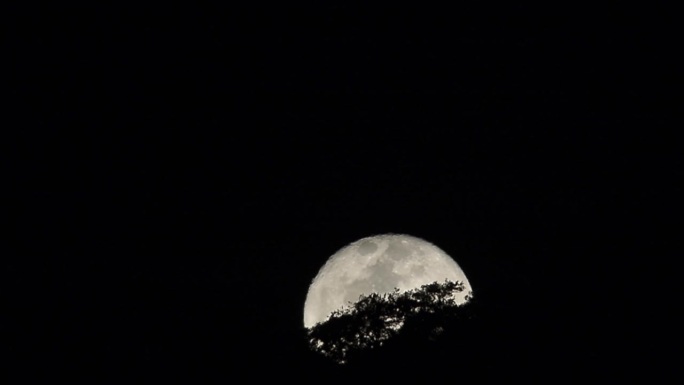 巨大的满月从树林中升起。有许多星星的晴朗夜晚。