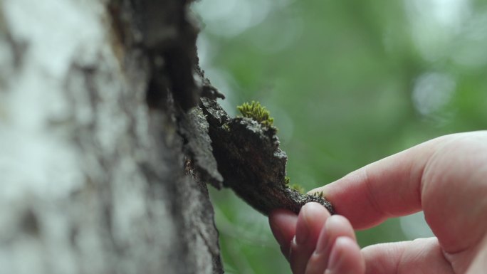 从树上取一片干枯的树皮