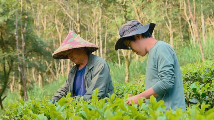 台湾，亚洲农民家庭在自己的茶园里用手采摘乌龙茶叶。