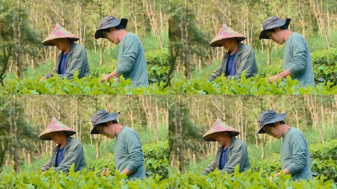 台湾，亚洲农民家庭在自己的茶园里用手采摘乌龙茶叶。