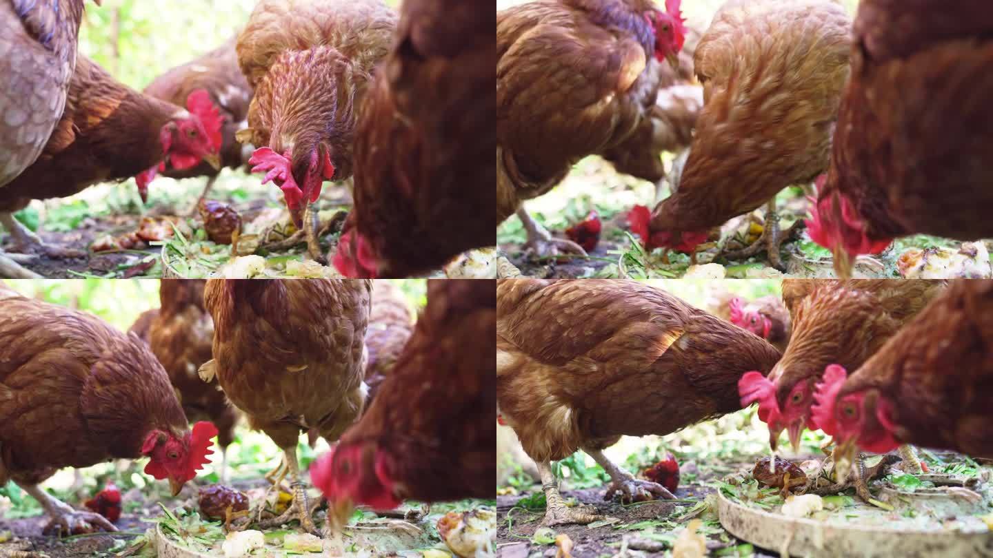 红鸡吃压碎的西瓜皮。