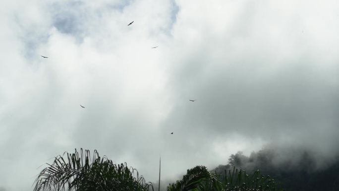 在厄瓜多尔安第斯山脉郁郁葱葱的热带雨林上空，秃鹫在多云的天空中盘旋。
