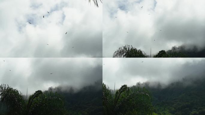 在厄瓜多尔安第斯山脉郁郁葱葱的热带雨林上空，秃鹫在多云的天空中盘旋。