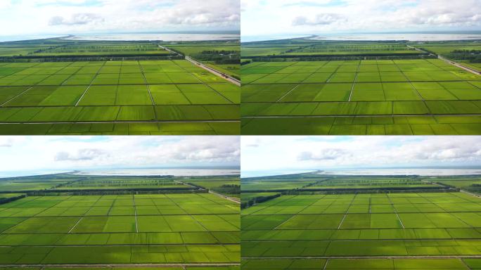 航拍：八月北大荒的稻田