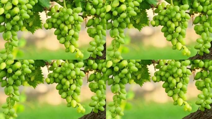 一串未成熟的葡萄在农场的藤蔓上生长。明亮阳光下葡萄藤上的白葡萄特写。绿葡萄串。葡萄果实在室外花园中随