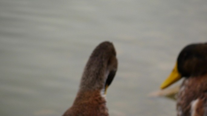水中河里的鸭子在啄毛