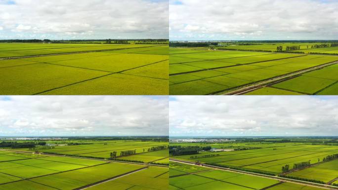 航拍：八月北大荒的稻田