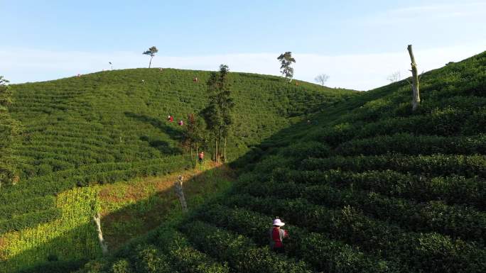 茶茶园茶山风光C