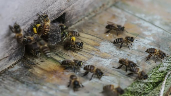 蜜蜂辛苦得要死蜜蜂养蜂