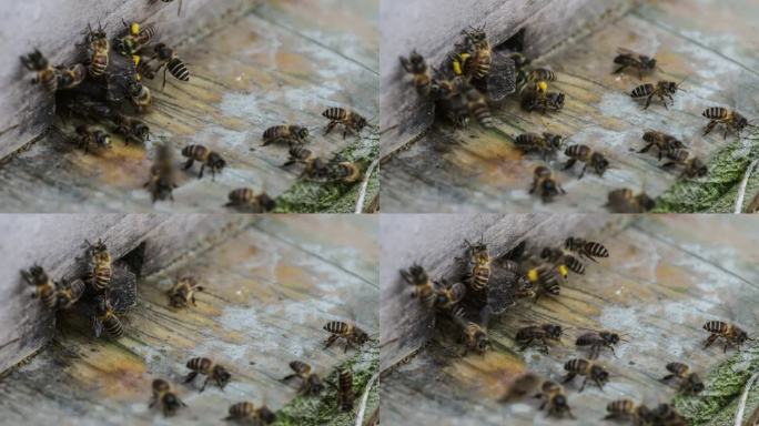 蜜蜂辛苦得要死蜜蜂养蜂