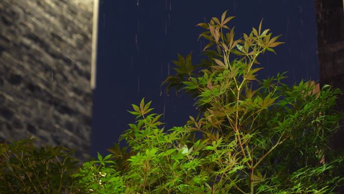 雨中植物花草房檐屋檐城市古建筑