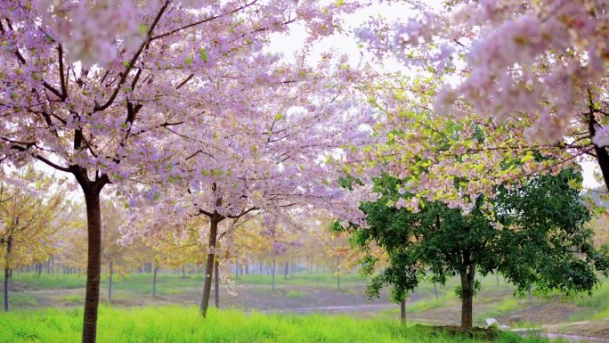 航拍芜湖唯美樱花园樱花特写氛围