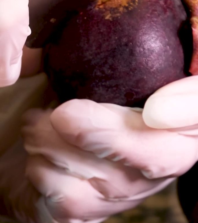 手展山竹切片紫皮和白色果肉的皇后水果。山竹果在泰国很丰富。山竹果对治疗这种疾病有很多好处，许多人称之