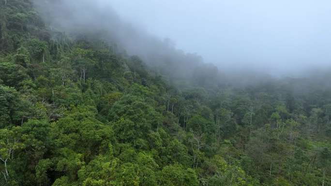 原始森林热带雨林