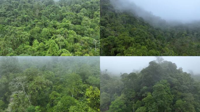 原始森林热带雨林