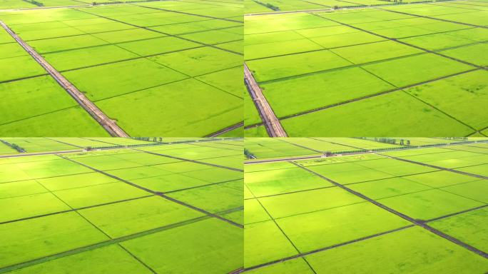航拍：八月北大荒的稻田