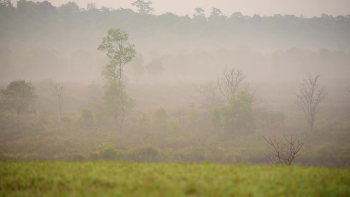 雾树雾林是热带雨林中的一种风景。晨光里的雾雾绿色自然山谷。雾景树自然在常绿美丽的热带景观户外