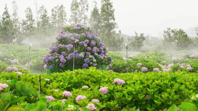 绣球花园浇灌