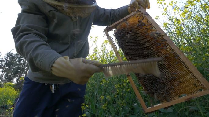 养蜂人取蜂蜜 养蜂箱