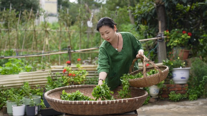 采茶姑娘做菊叶茶生态三农农业生产