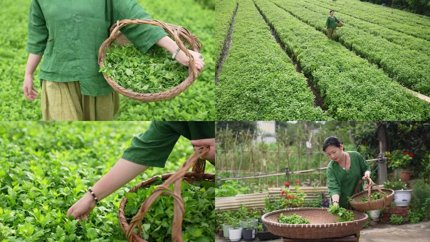 采茶姑娘做菊叶茶生态三农农业生产