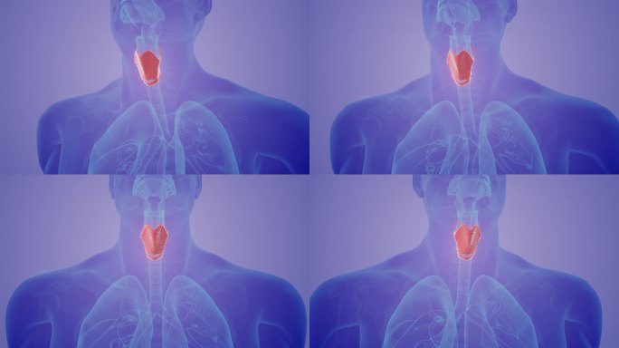 甲状腺在人体医学中的概念