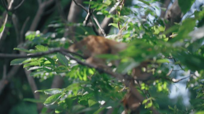 生态森林动物猴子视频素材