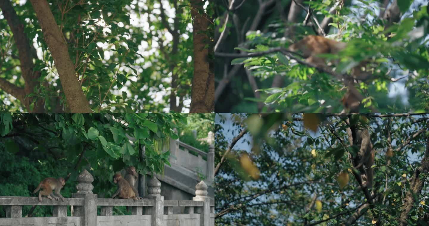 生态森林动物猴子视频素材