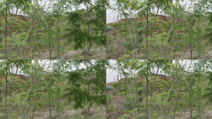 成片的辣木树种植素材镜头