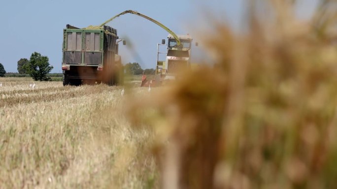 意大利的农业活动:拖拉机谷物田脱粒