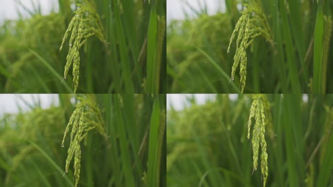 水稻素材 稻穗特写露水 水滴