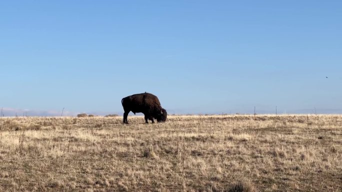 美国野牛，水牛，犹他州