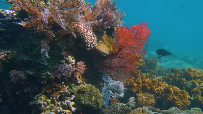 色彩斑斓的海珊瑚色彩斑斓