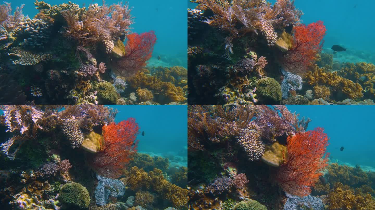 色彩斑斓的海珊瑚色彩斑斓