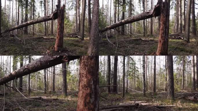 无人机在俄罗斯针叶林的断树中飞行