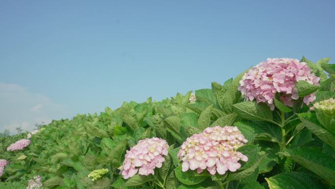 绣球花唯美空境