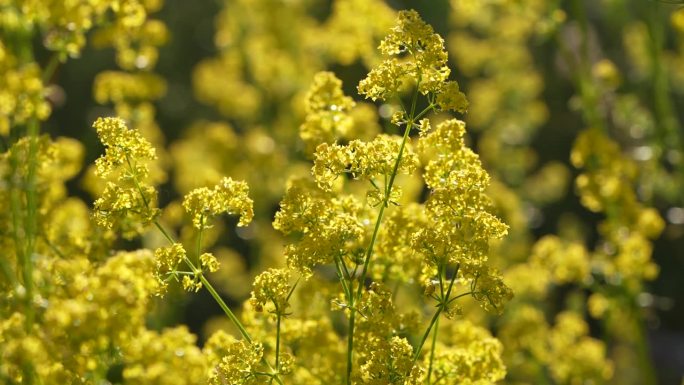 黄色茜草家族花的4K视频