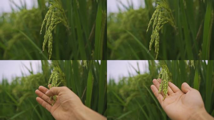 水稻稻田 稻穗 水稻 露水 水滴水稻生长