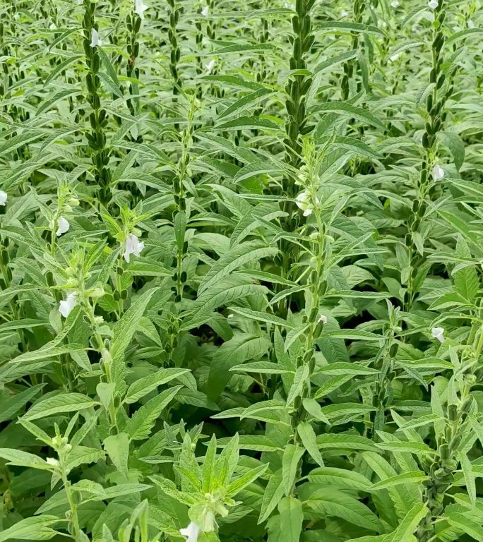 芝麻农作物庄稼农田田地种植食物竖屏