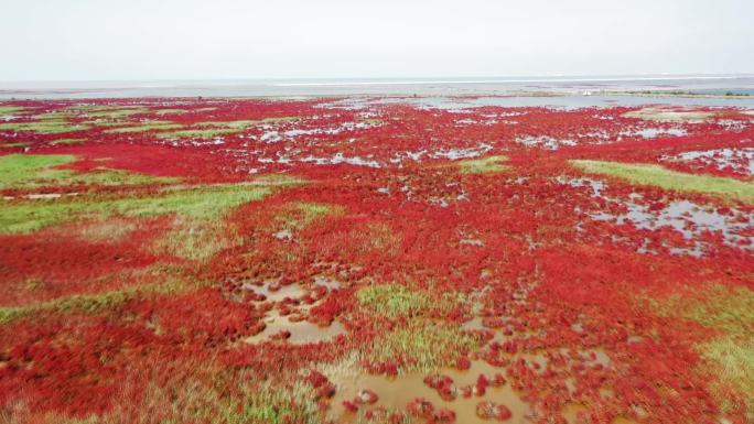 黄河三角洲湿地 风光旖旎“红地毯”